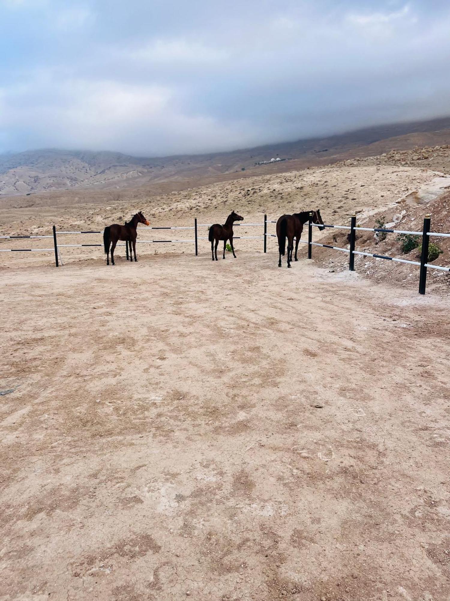 Petra Royal Ranch Bed & Breakfast