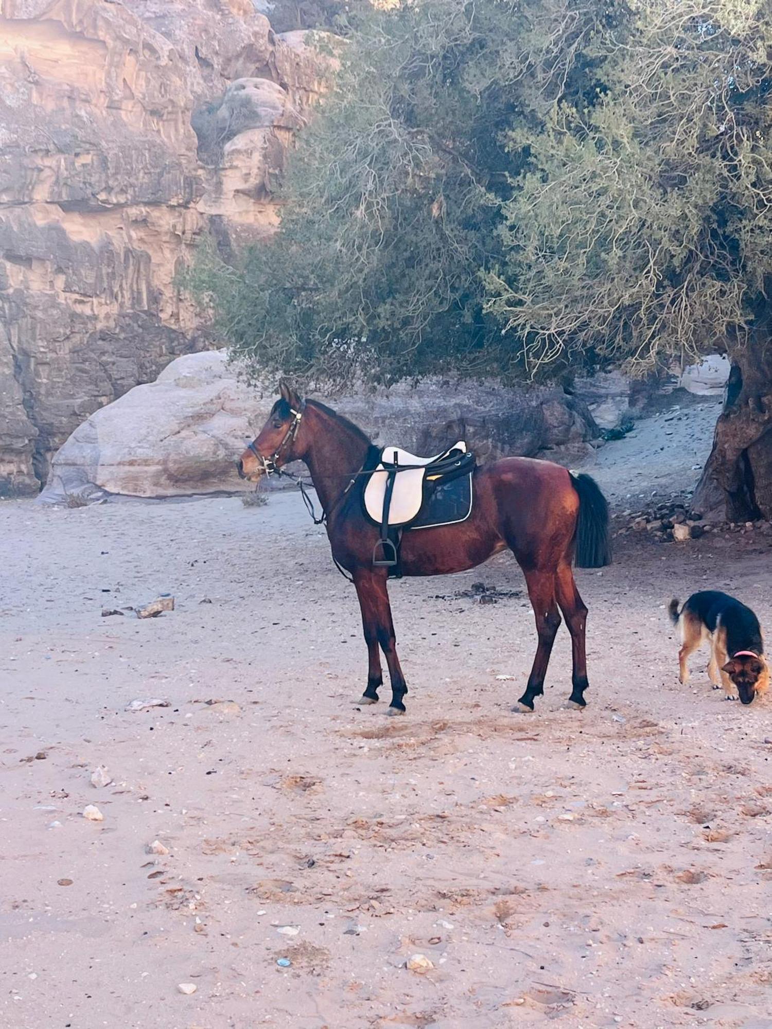 Petra Royal Ranch Wadi Musa